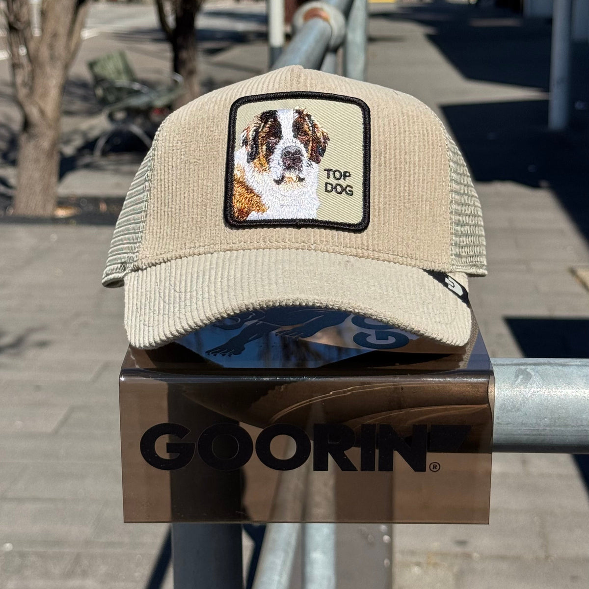 Corduroy Top Dog